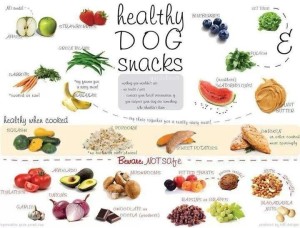 SELECTING BALANCED DIET FOR DOGS 