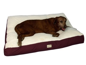best bed for shetland sheepdog