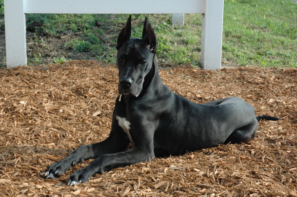 Best Dog Crate for Great Danes