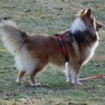 Shetland Sheepdog Bed Reviews | The Best Beds for Your Sheltie