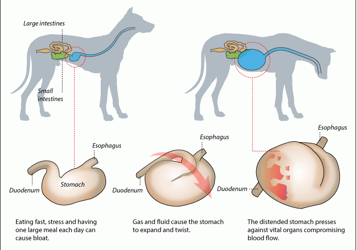Dangers of Bloat in Large Dogs