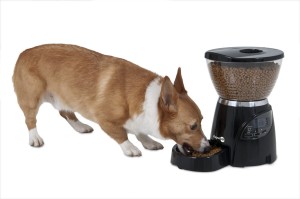 automatic dog feeder for big dogs