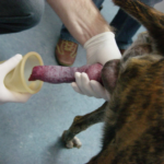 How to Spot and Treat a Dog Penis Infection