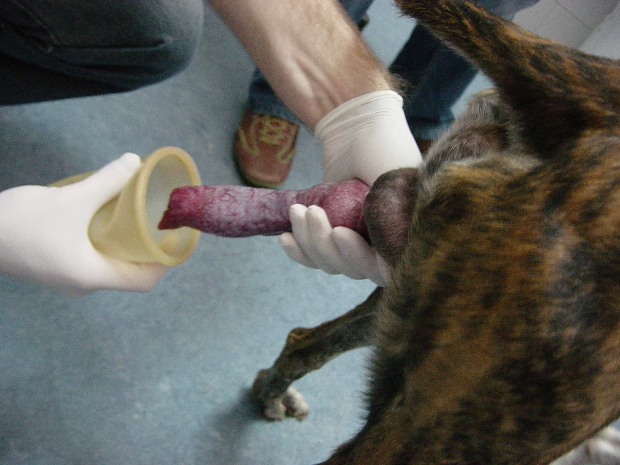 Dog Penis Infection. 