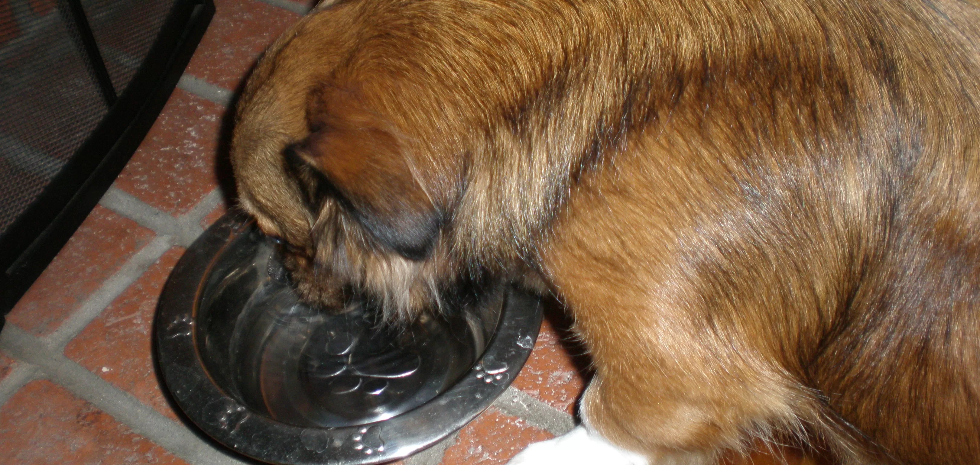 Greek Yogurt For Dogs