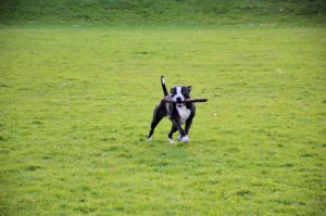 why is exercising important for your dog