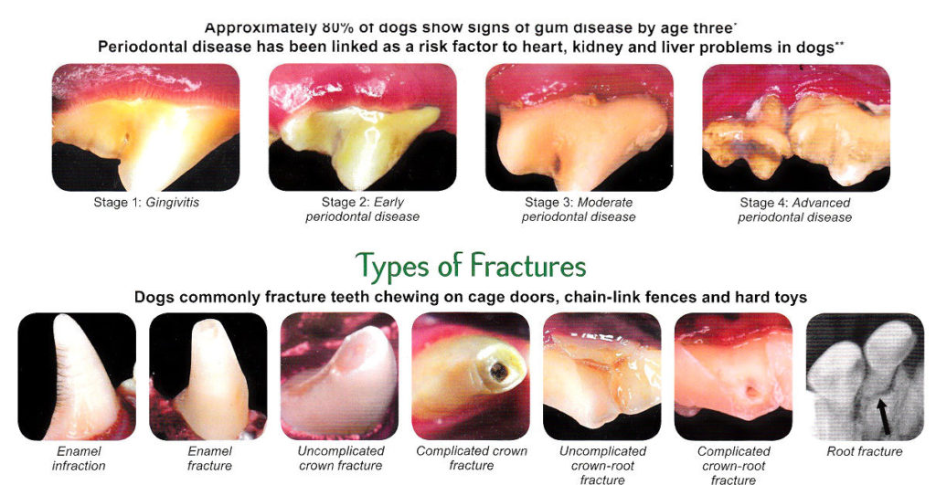 the-different-anatomy-of-dog-teeth-vs-human-teeth-t-tapp