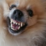 Tips and Tricks for Dog Teeth Care: Keep Your Dog’s Teeth Healthy