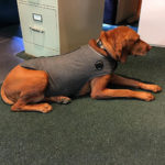 Thundershirt For Dogs Review