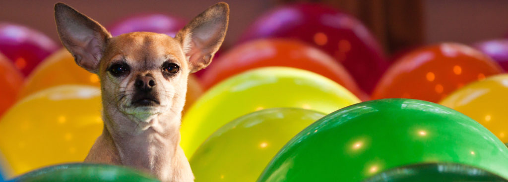 Best Bark Collar For Chihuahua Dog N Treats