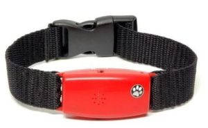 Bark Collar For Chihuahua
