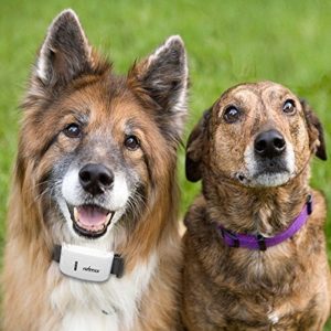 GPS Dog Collar or GPS tracker For Dogs
