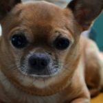 Best Bark Collar For Chihuahua