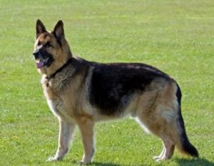 Dog Food For German Shepherd 