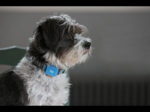 GPS Dog Collar or GPS tracker For Dog