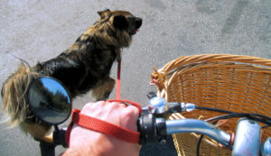 walky dog plus bike leash