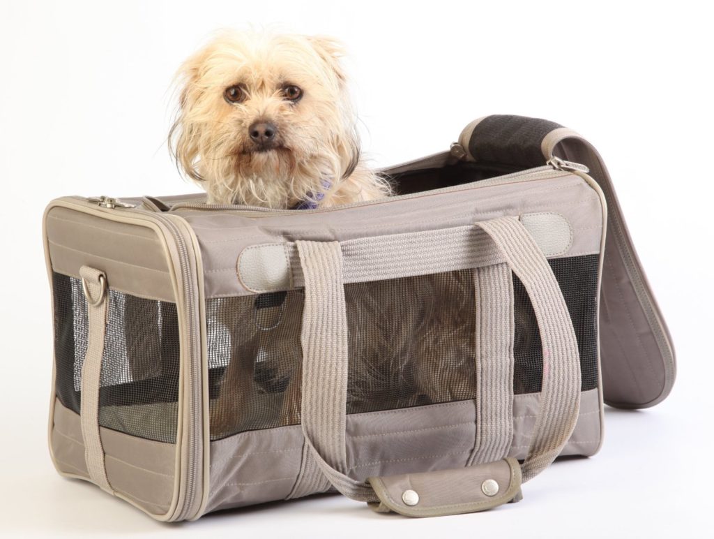 Airline Approved Pet Carrier (In Cabin) - Dog N Treats