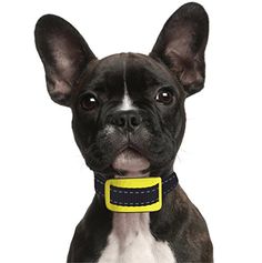 Bark Collars Safe For Small Dogs