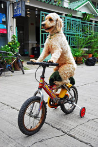 walky dog plus bike leash