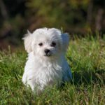 PetSafe Elite Small Dog Bark Collar