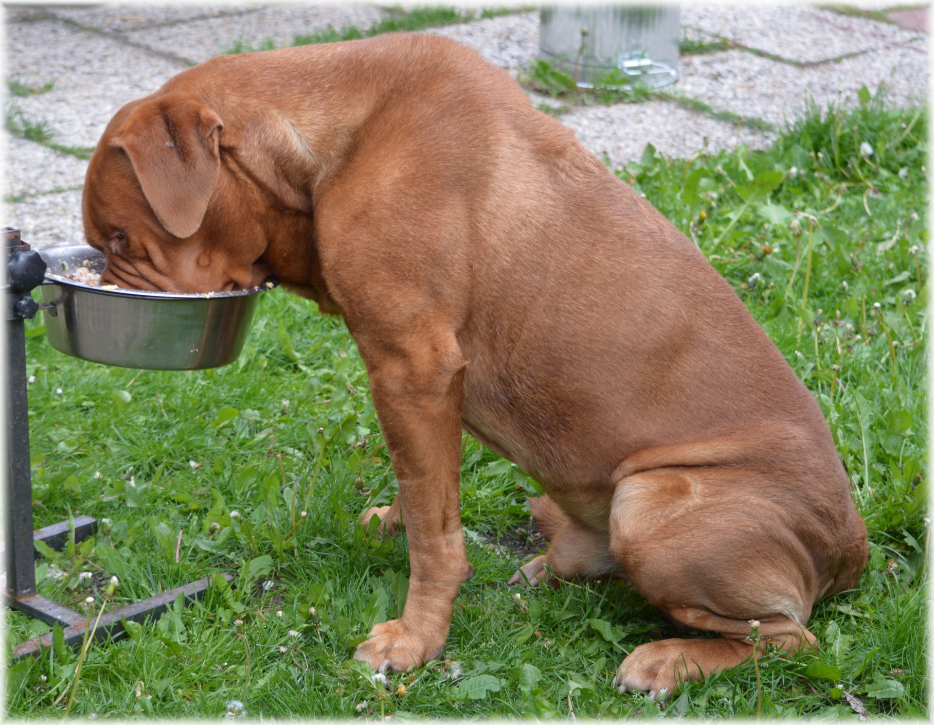 Собака без еды и воды. Собачья миска. Собачья еда. Бордоский дог охранчет. Собака ест корм.