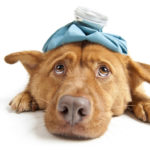 Bump In Dog’s Face: How To Treat Angioedema In Dogs
