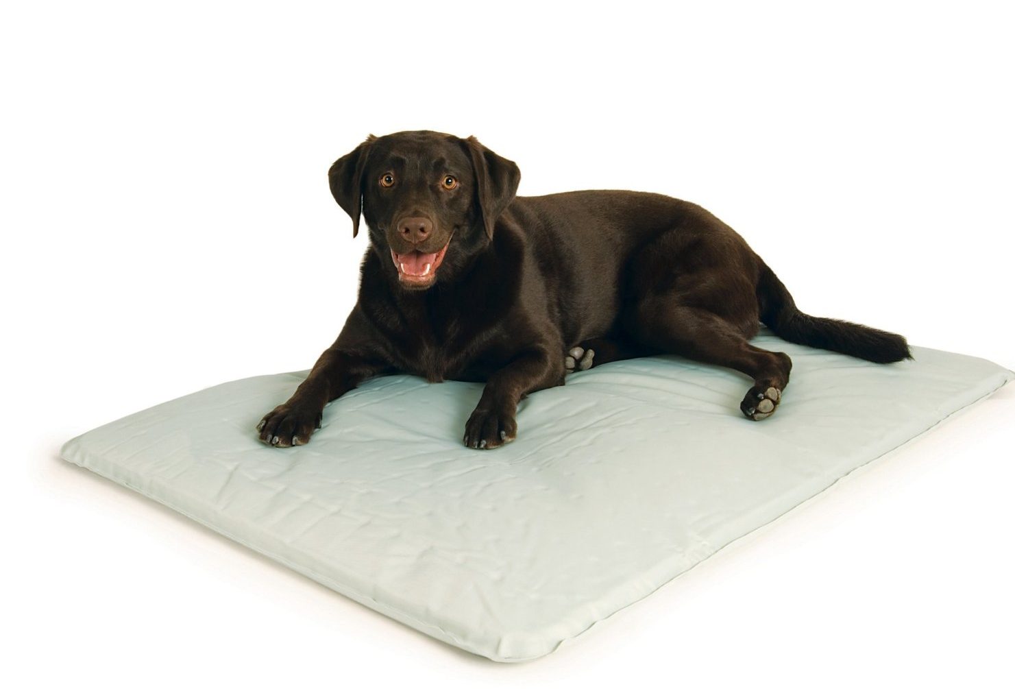 cool dog beds for big dogs        <h3 class=