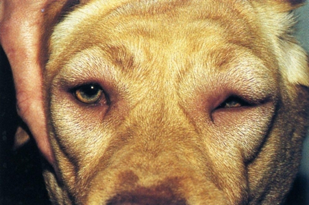 Angioedema In Dogs