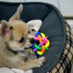 Hear Doggy Toy: Ultrasonic Dog Toy