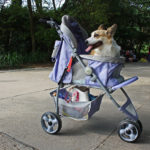 Dog Stroller For Large Dogs Reviewed