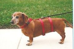 Dog Harness For Dachshunds