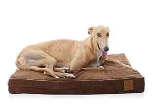 Greyhound Beds