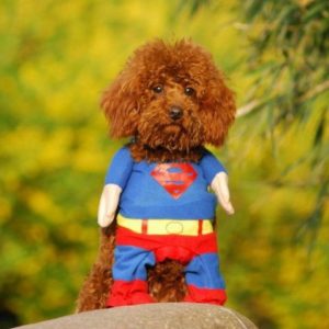 Halloween Costumes For Large Dogs