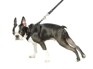 Dog Harness For Chihuahua