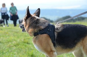 Dog Harness For German Shepherd