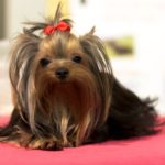Best Shock Collars For Yorkie Reviewed