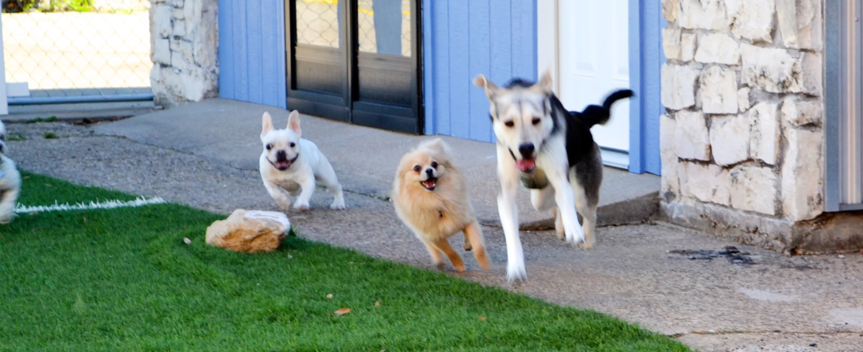 Outdoor Dog Mat