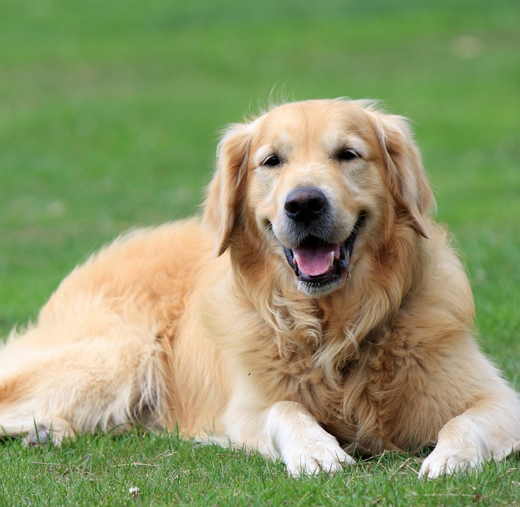 Top 5 Dog Breeds That Barks The Loudest