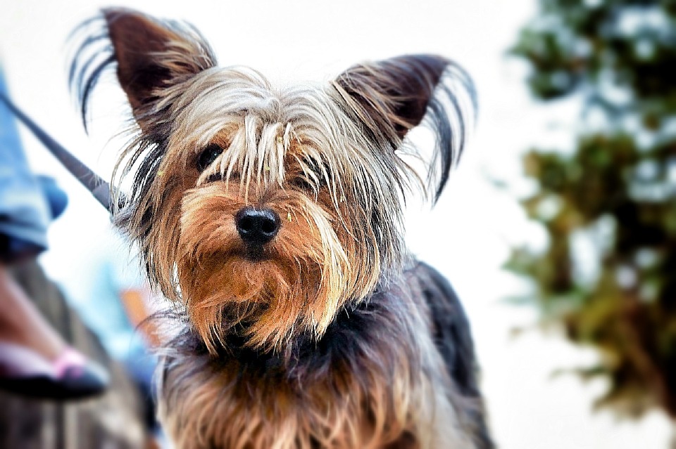 Top 5 Dog Breeds That Barks The Loudest