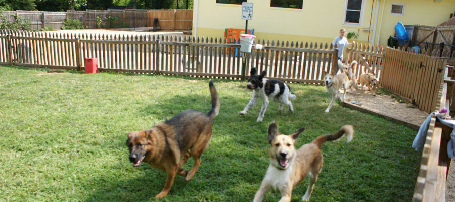 Dog Crates For Pitbulls