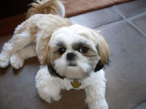 Muzzle For Shih Tzu