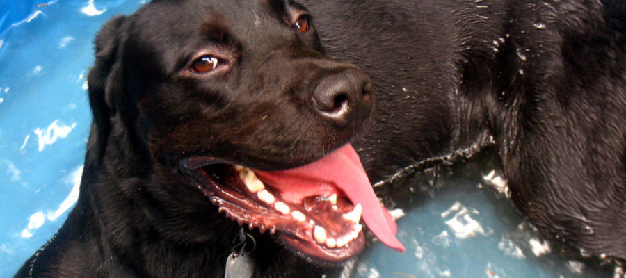 Poolside Paws: Choosing the Perfect Ramp for Your Large Dog