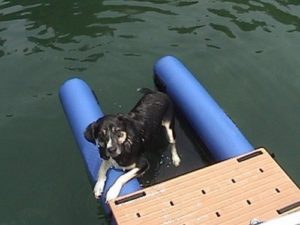 Dog Ladders For Boats