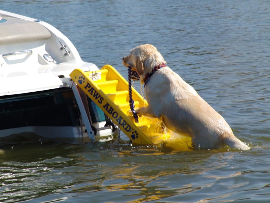 Dog Ramp For Pontoon Boat Review - Dog N Treats