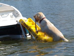 Dog Ramp For Pontoon Boat