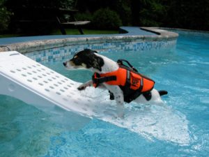 Pool Ramp For Large Dogs