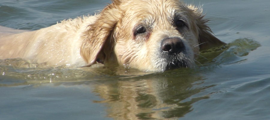 Dog Ramp For Pontoon Boat