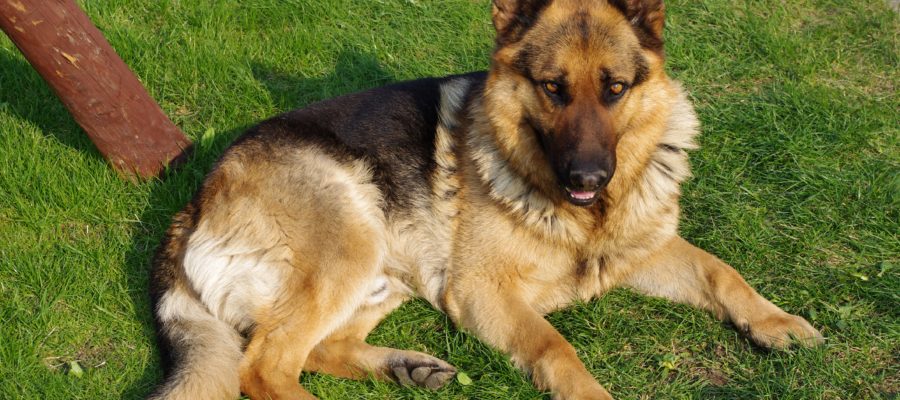 Guiding the Gentle Giant: Finding the Perfect Harness for Your German Shepherd