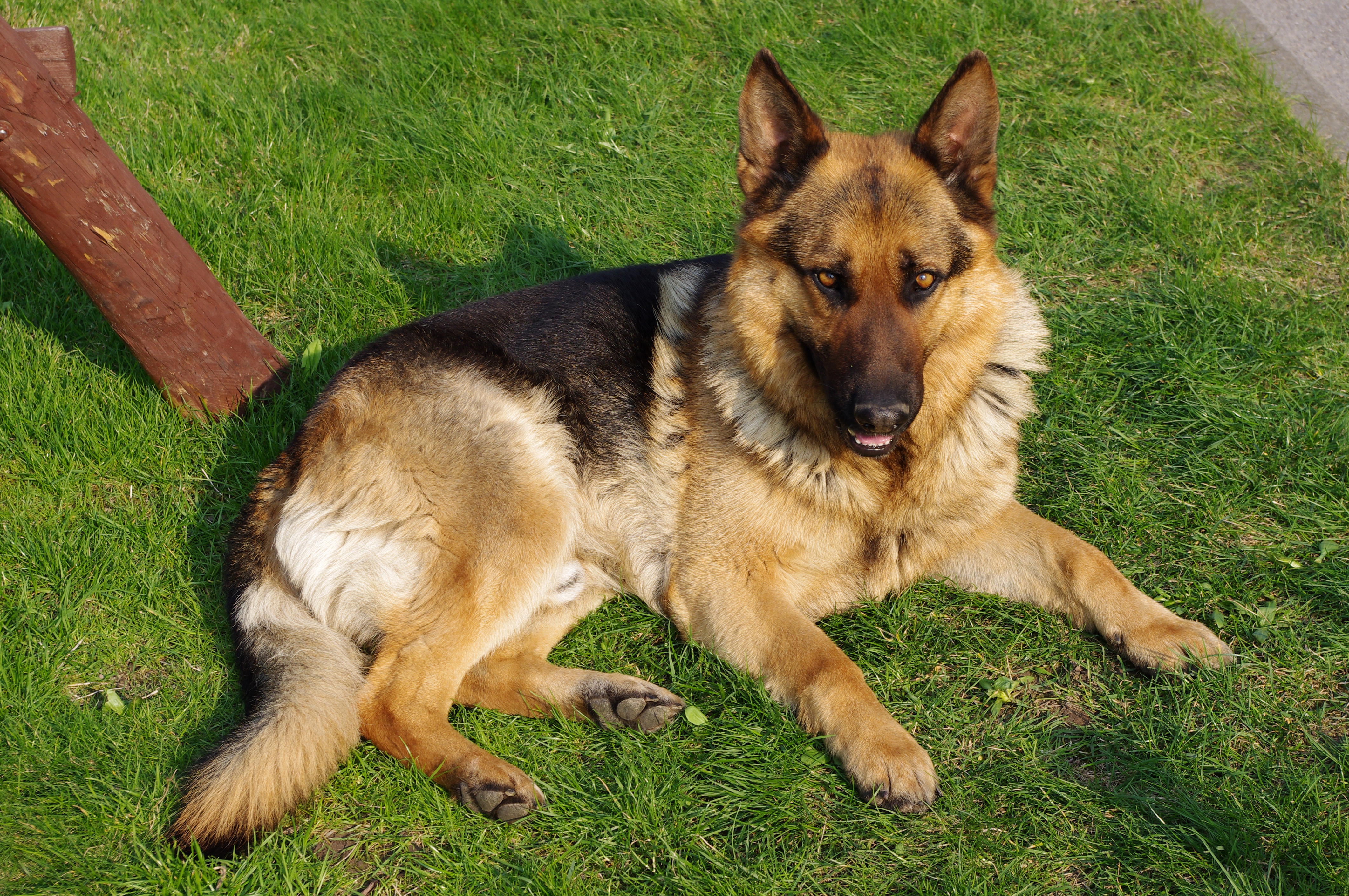 Choosing The Best German Shepherd Harness - Dog N Treats
