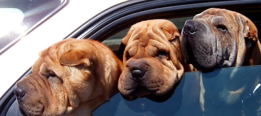 Cruising Companions: Finding the Perfect Car Pet Barrier for Your Furry Co-pilot